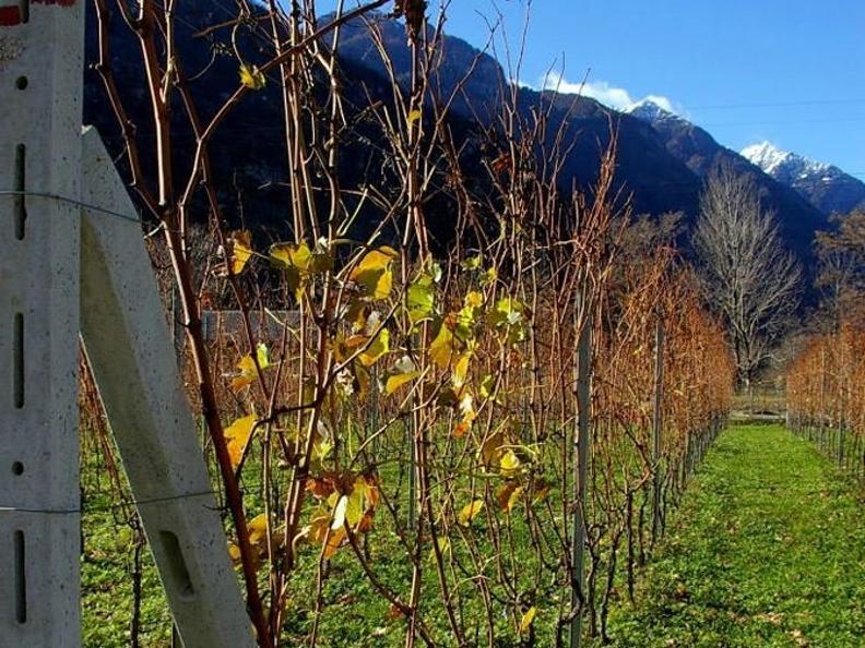 Image 1 - Azienda agricola Caprara-Rodoni